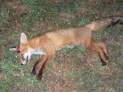 P1070720.png fox.png